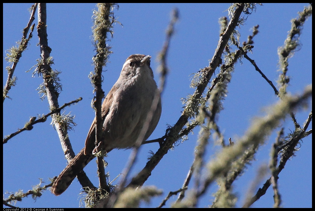 0607-082317-03.jpg - Bewick's Wren