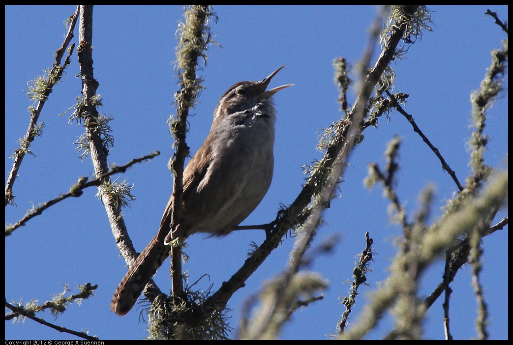 0607-082330-02.jpg - Bewick's Wren