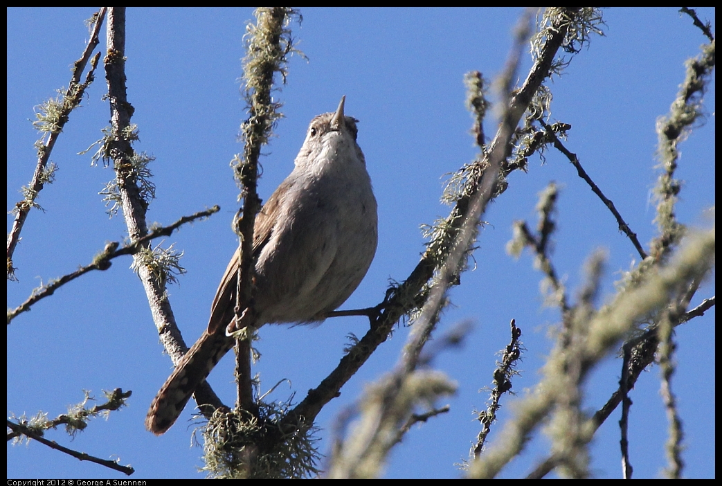 0607-082334-01.jpg - Bewick's Wren