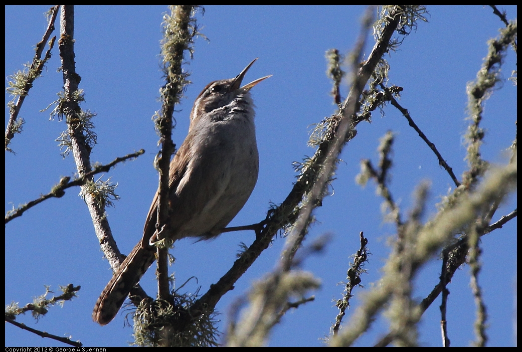 0607-082335-03.jpg - Bewick's Wren