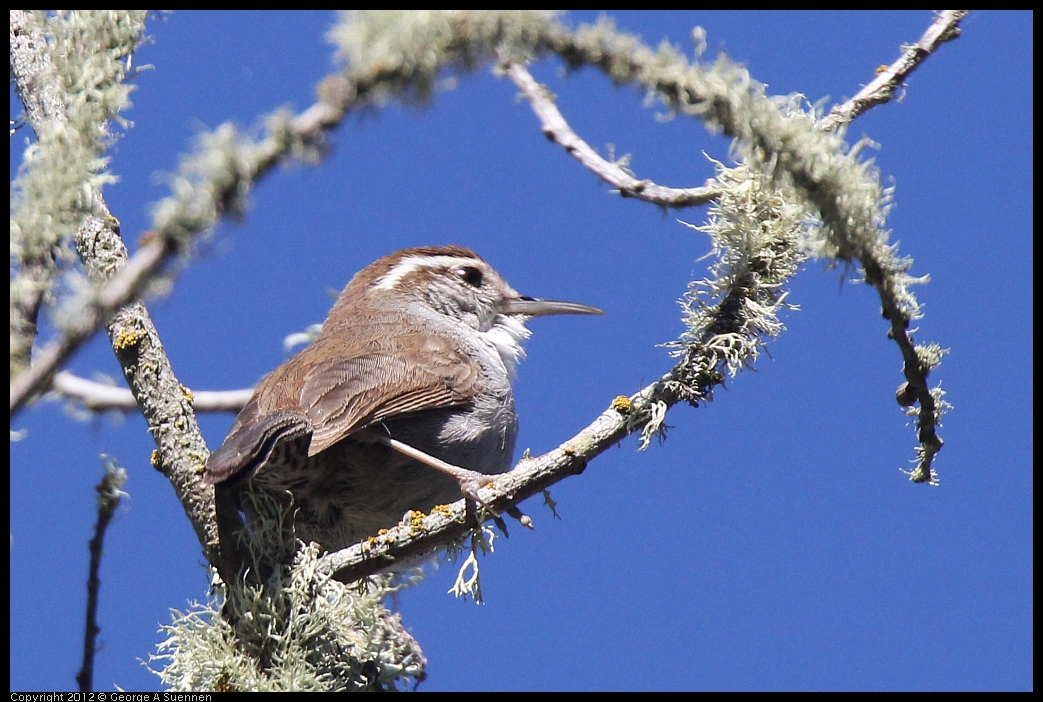 0607-082424-01.jpg - Bewick's Wren