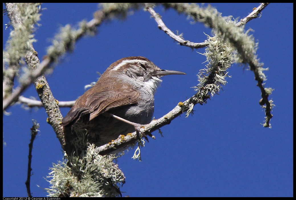 0607-082424-04.jpg - Bewick's Wren