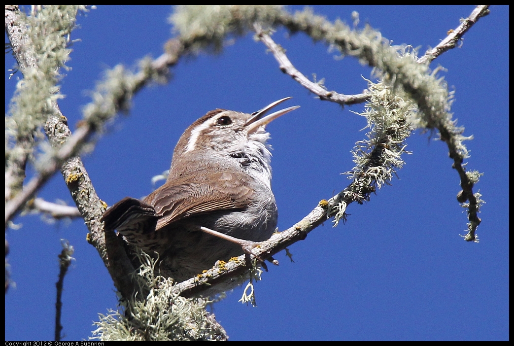 0607-082430-02.jpg - Bewick's Wren