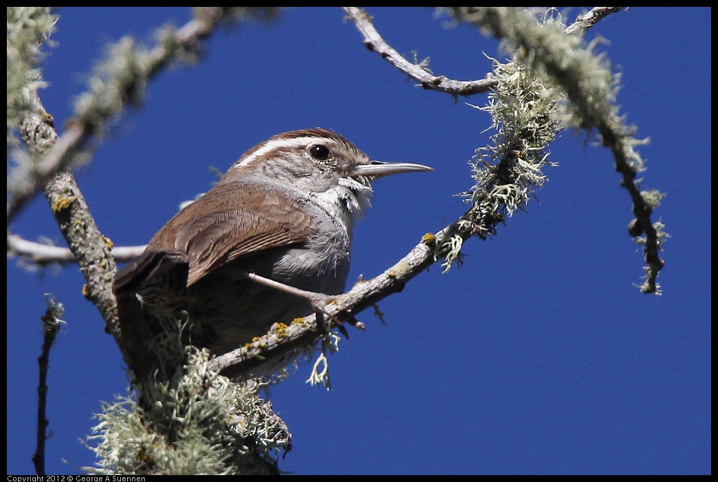 0607-082431-05.jpg - Bewick's Wren