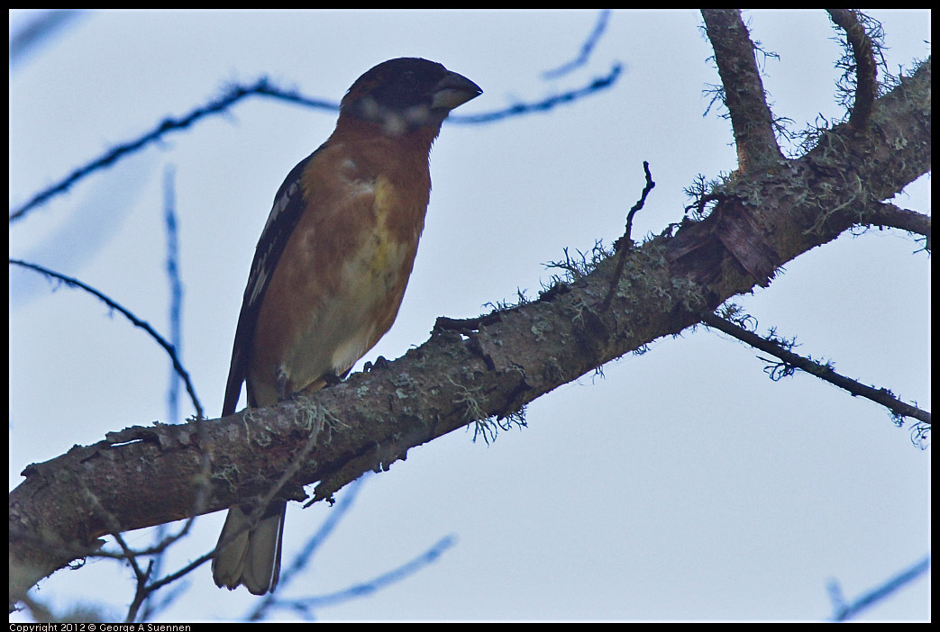 0607-082609-01.jpg - Black-headed Grosbeak