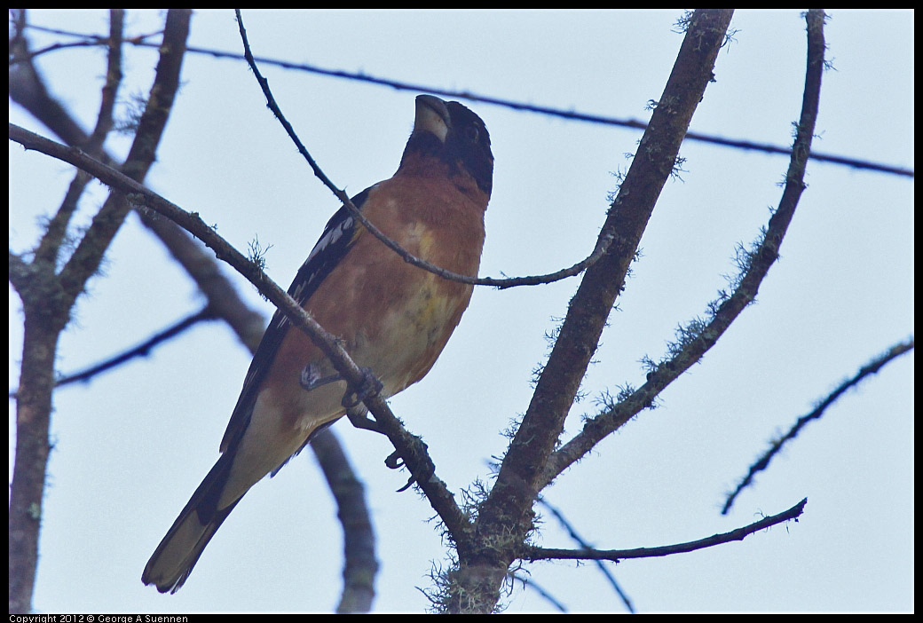 0607-082612-02.jpg - Black-headed Grosbeak