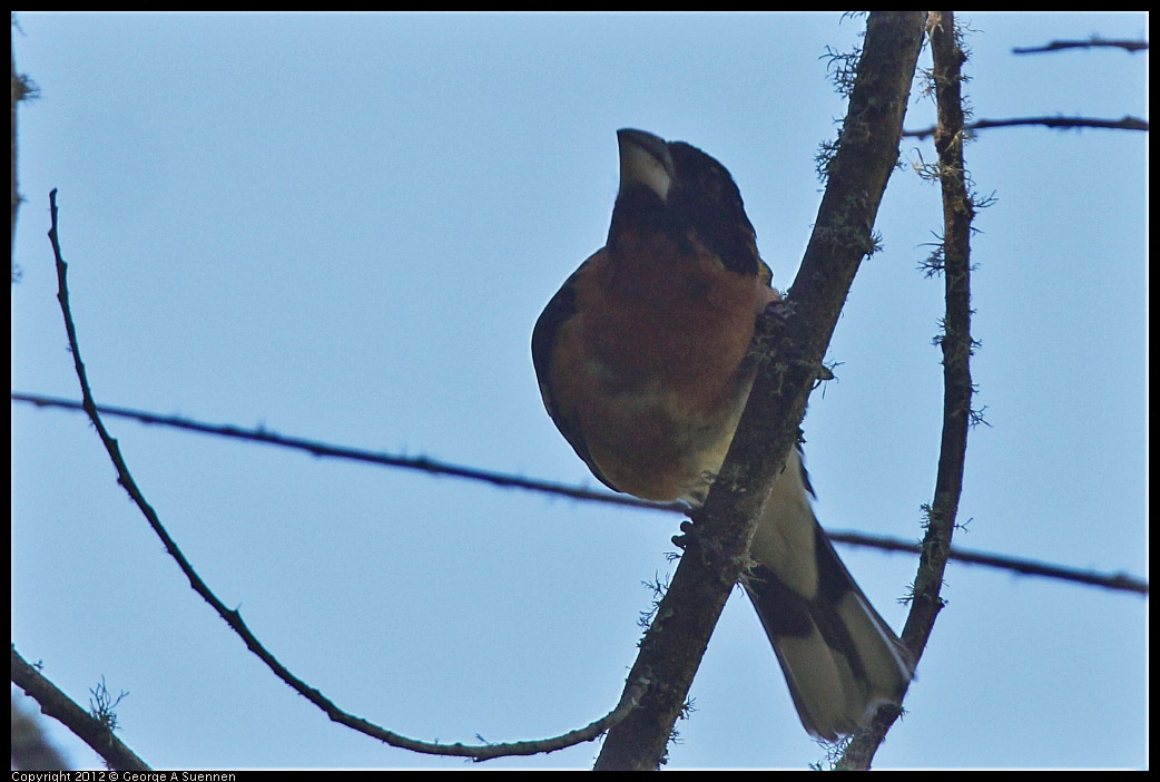 0607-082616-01.jpg - Black-headed Grosbeak