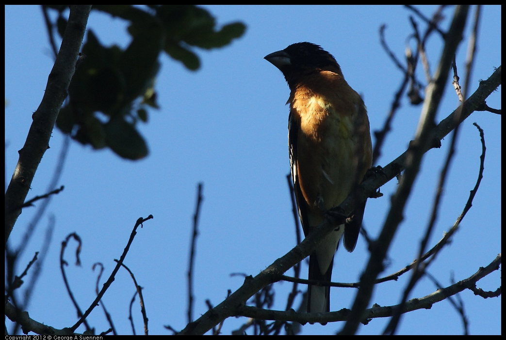 0607-082632-03.jpg - Black-headed Grosbeak