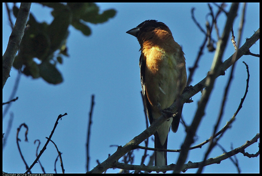 0607-082635-01.jpg - Black-headed Grosbeak