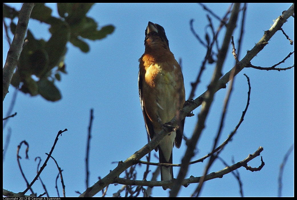 0607-082637-03.jpg - Black-headed Grosbeak