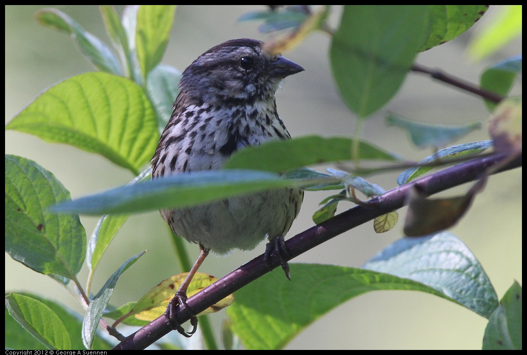 0607-082836-01.jpg - Song Sparrow