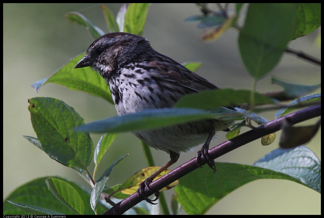 0607-082838-01.jpg - Song Sparrow