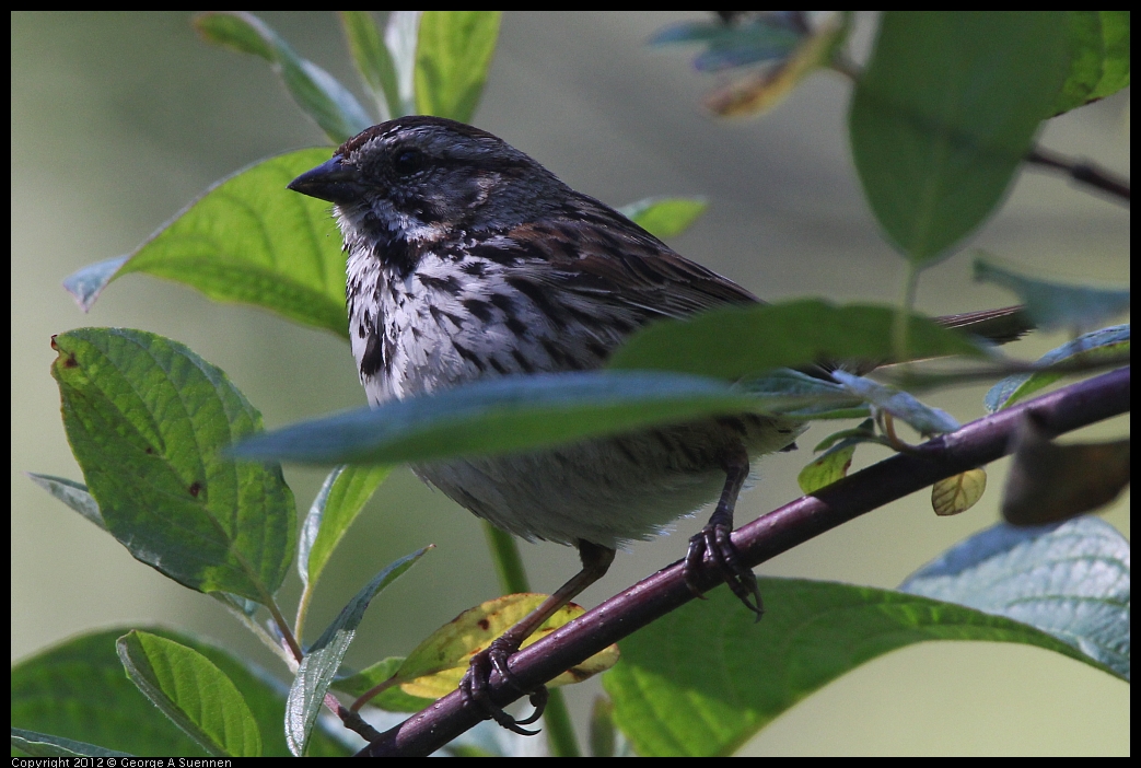 0607-082839-02.jpg - Song Sparrow