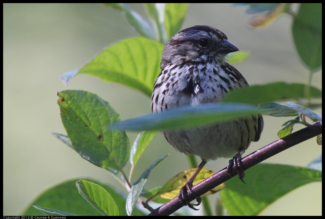 0607-082842-01.jpg - Song Sparrow