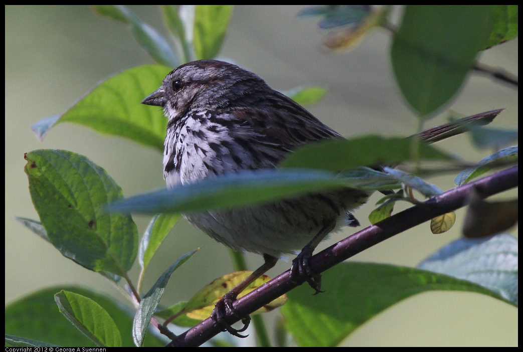 0607-082845-01.jpg - Song Sparrow