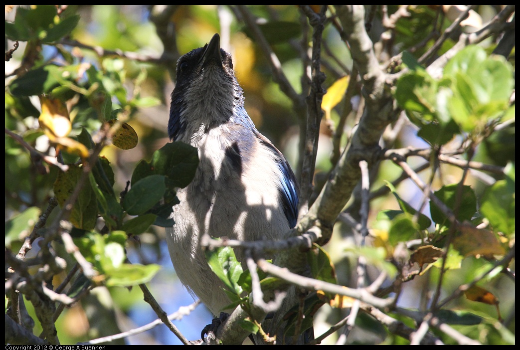 0610-170652-01.jpg - Western Scrub-Jay