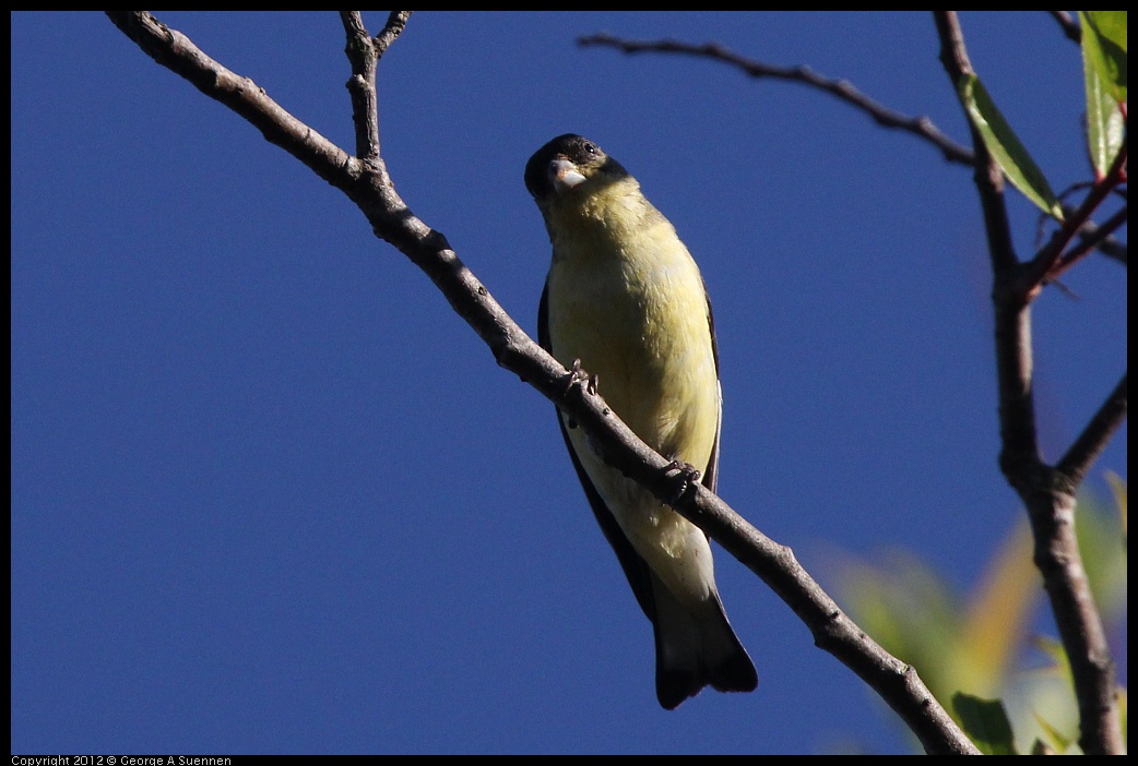 0610-173106-01.jpg - Lesser Goldfinch