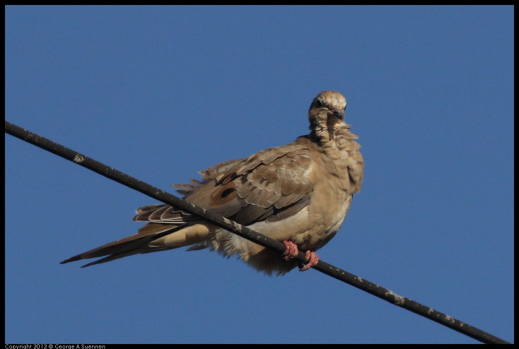 0610-174301-01.jpg - Mourning Dove