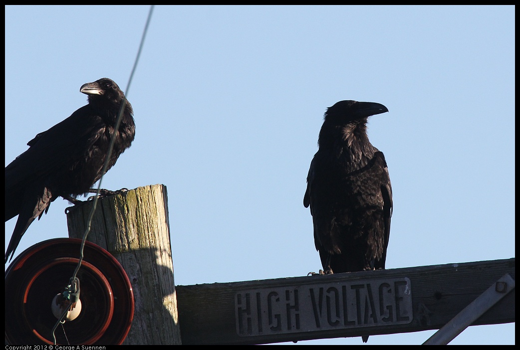 0610-182626-01.jpg - American Crow