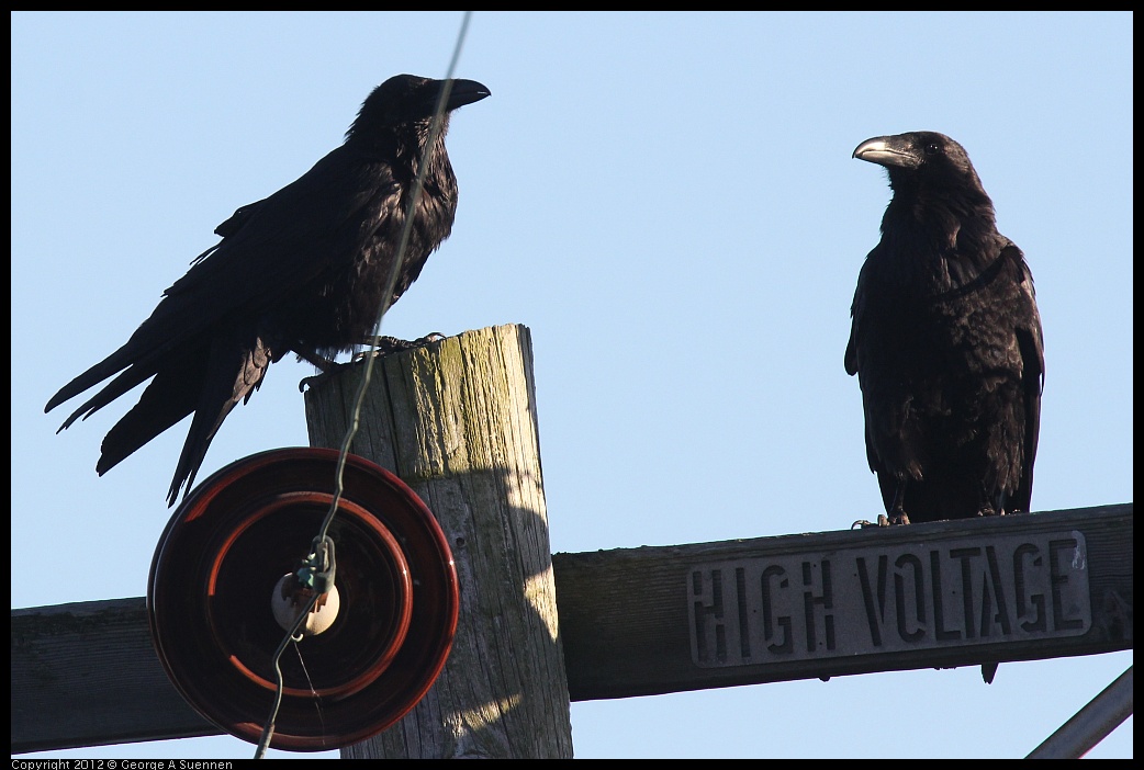 0610-182628-04.jpg - American Crow