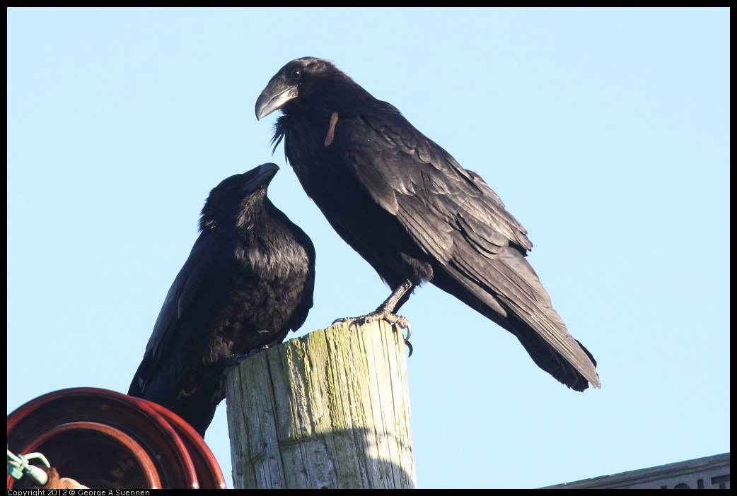 0610-182719-01.jpg - American Crow