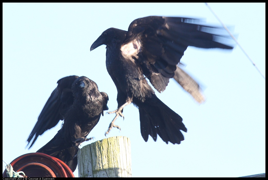 0610-182722-02.jpg - American Crow