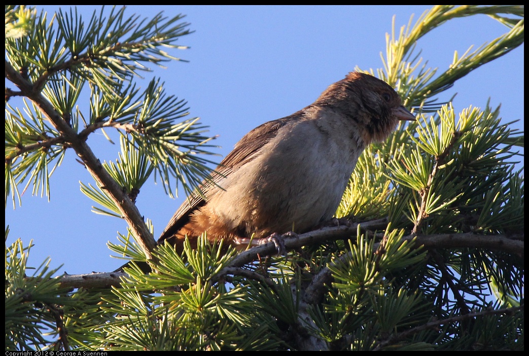 0610-182755-02.jpg - California Towhee