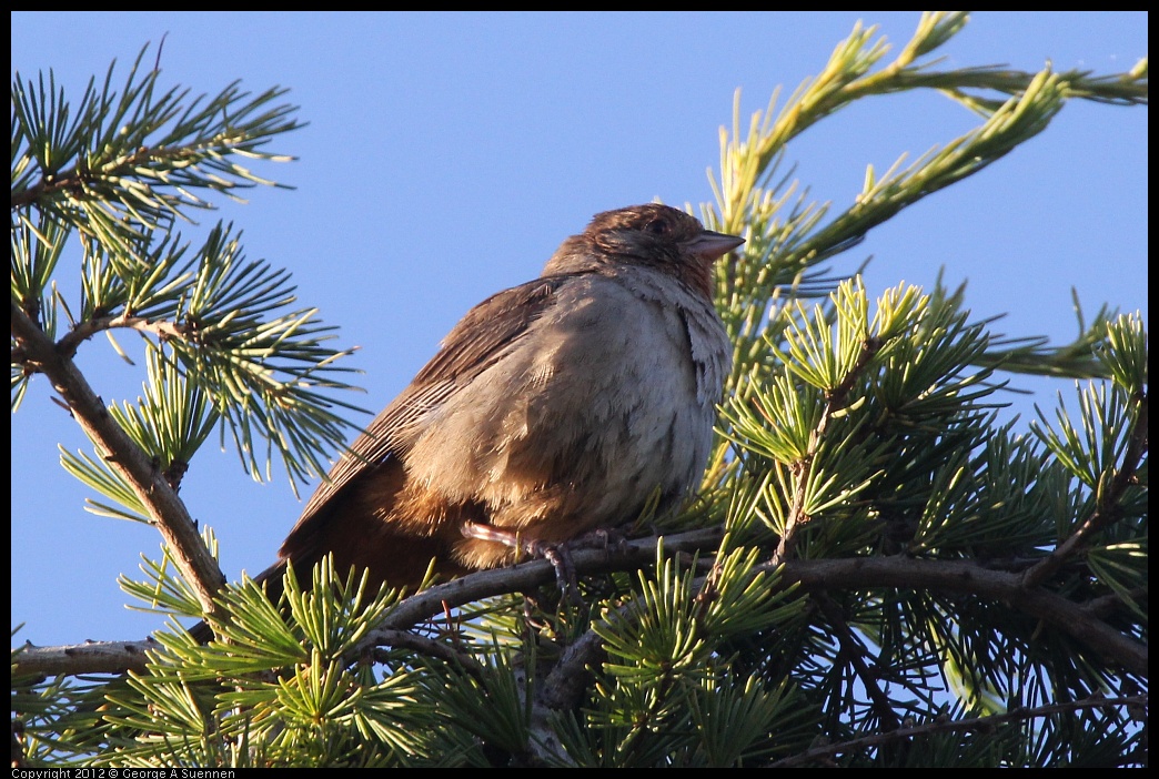 0610-182757-01.jpg - California Towhee