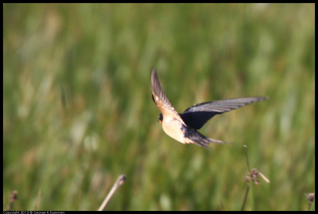 0612-063424-05.jpg - Barn Swallow  (Id purposes only)