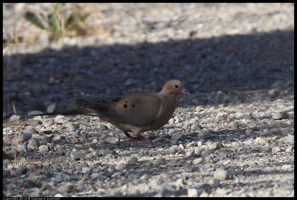 0612-070119-01.jpg - Mourning Dove