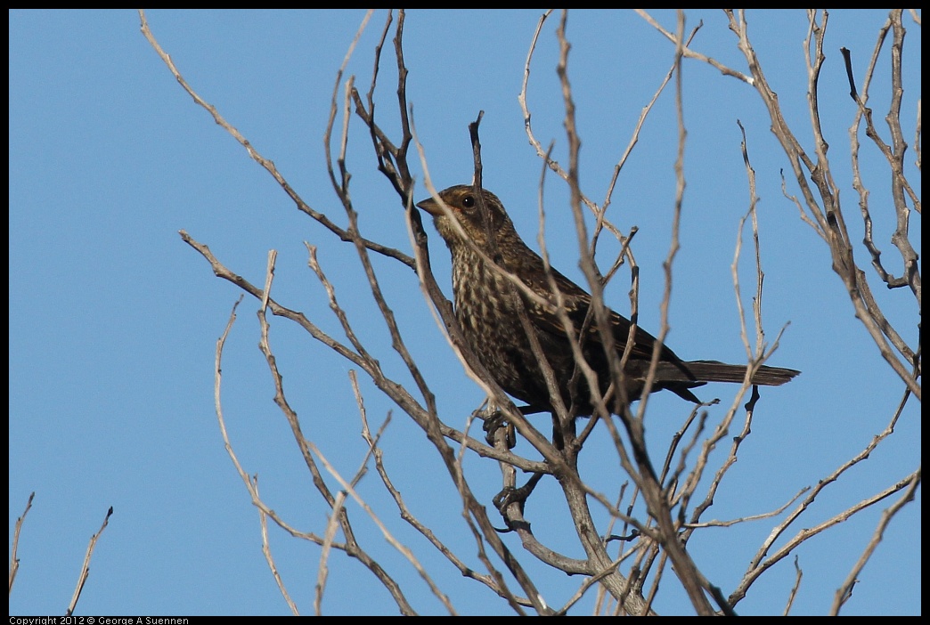 0612-070512-01.jpg - Red-winged Blackbird