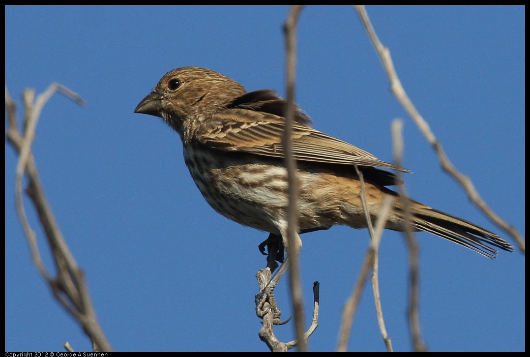 0612-070554-01.jpg - House Finch