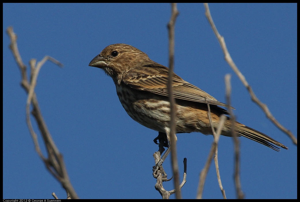 0612-070554-05.jpg - House Finch