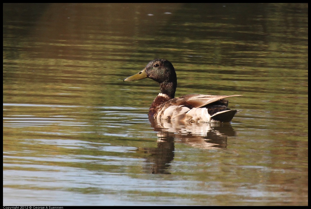 0612-070921-02.jpg - Mallard