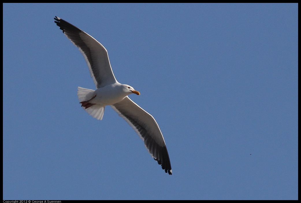 0612-071228-01.jpg - Western Gull