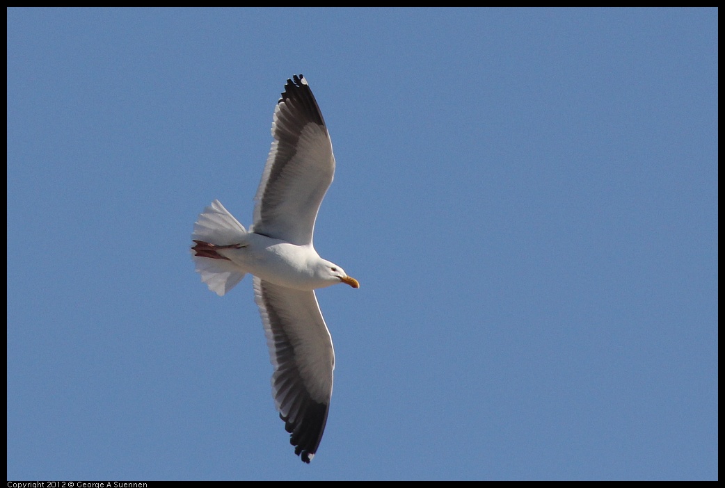 0612-071229-02.jpg - Western Gull