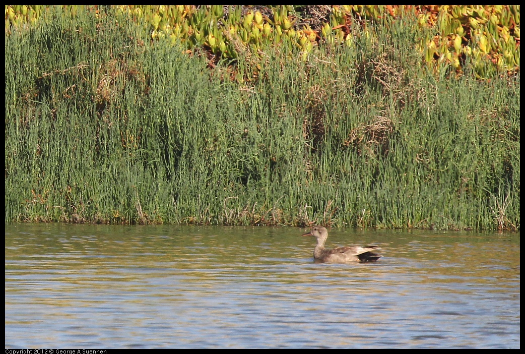 0612-071535-01.jpg - Gadwall