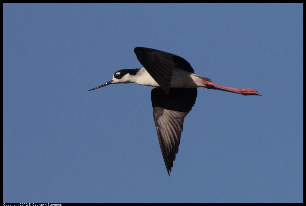 0612-071616-01.jpg - Black-necked Stilt