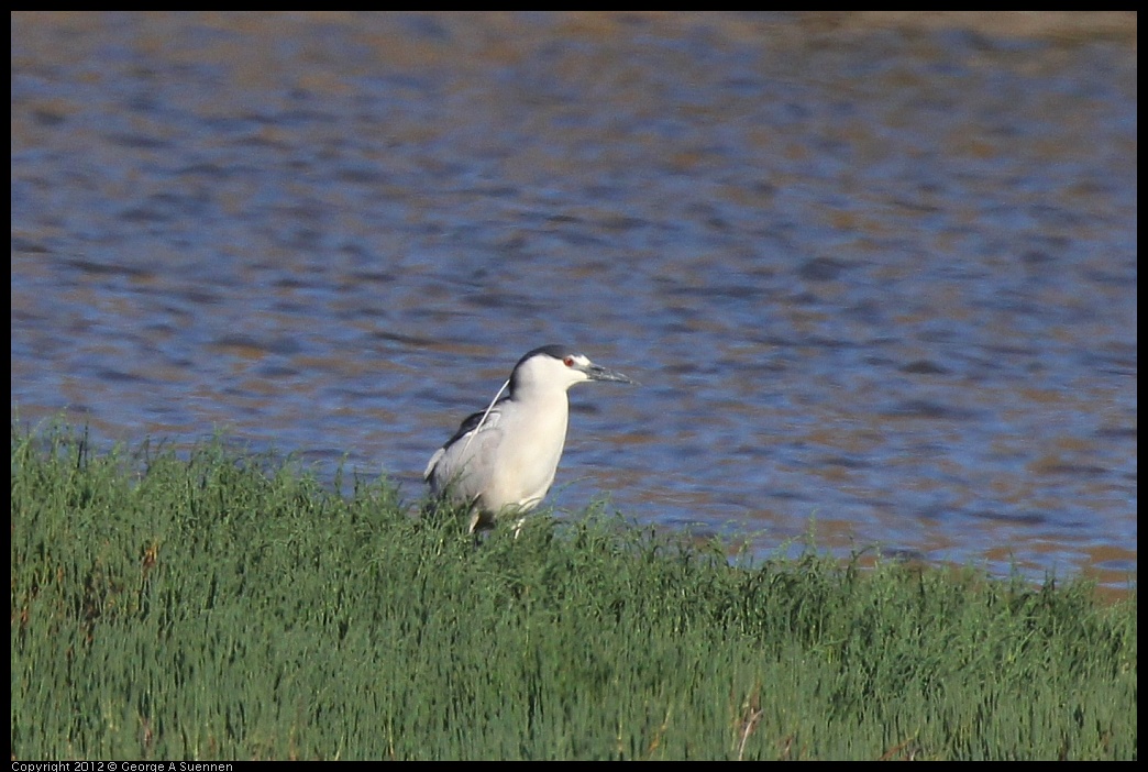 0612-071640-02.jpg - Black-crowned Night Heron