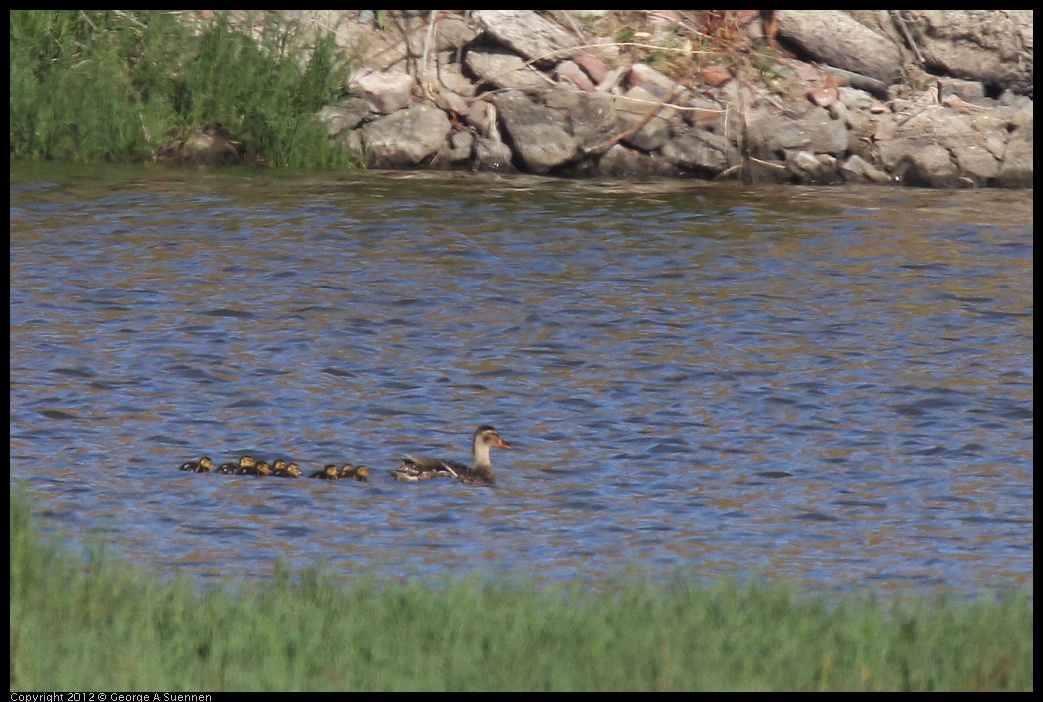 0612-071701-02.jpg - Mallard and ducklings