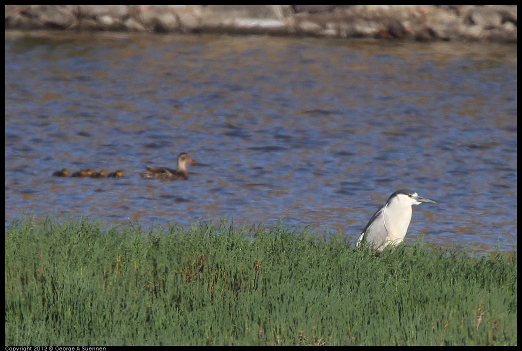 0612-071704-05.jpg - Black-crowned Night Heron