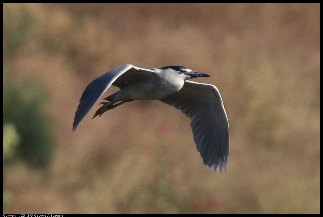 0612-072056-01.jpg - Black-crowned Night Heron