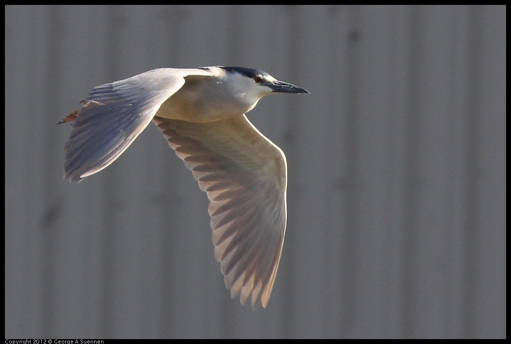 0612-072100-01.jpg - Black-crowned Night Heron