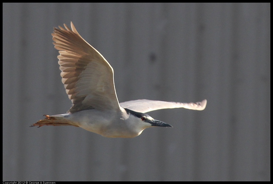 0612-072101-01.jpg - Black-crowned Night Heron