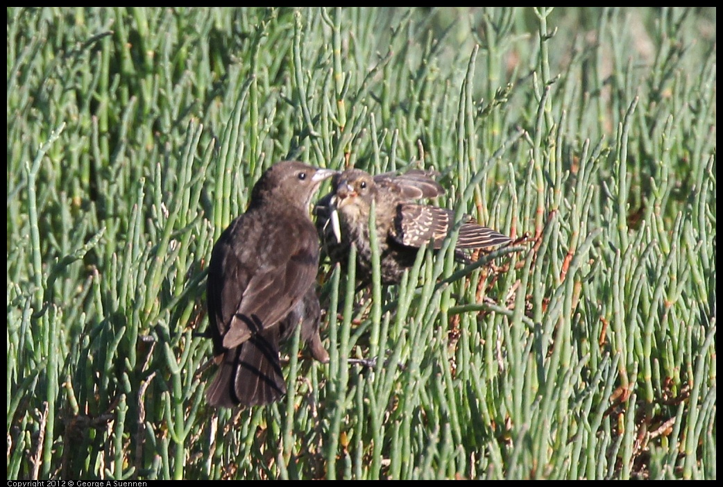 0612-072144-02.jpg - Red-winged Blackbird