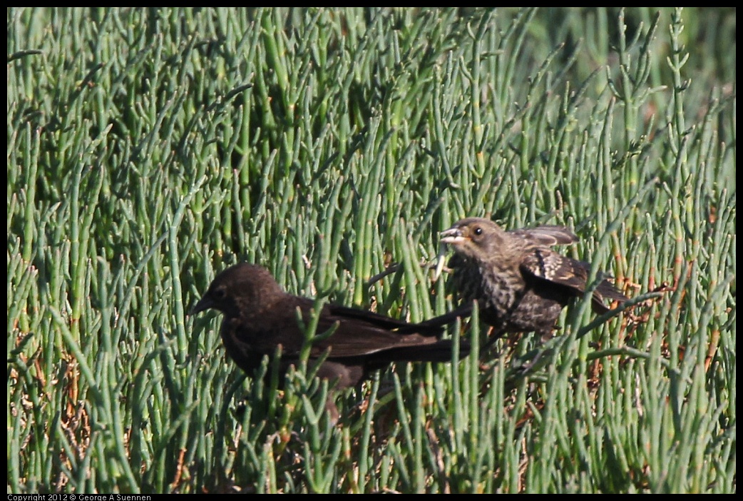 0612-072145-02.jpg - Red-winged Blackbird