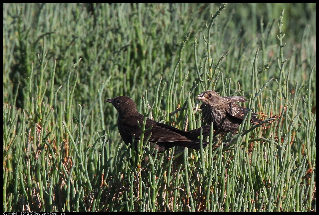 0612-072145-04.jpg - Red-winged Blackbird