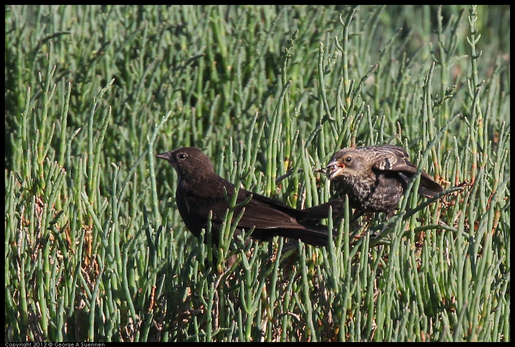 0612-072146-01.jpg - Red-winged Blackbird