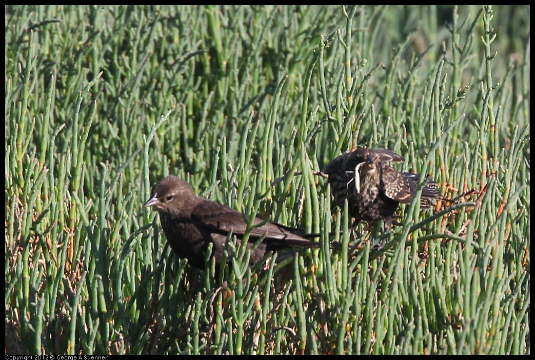 0612-072149-01.jpg - Red-winged Blackbird