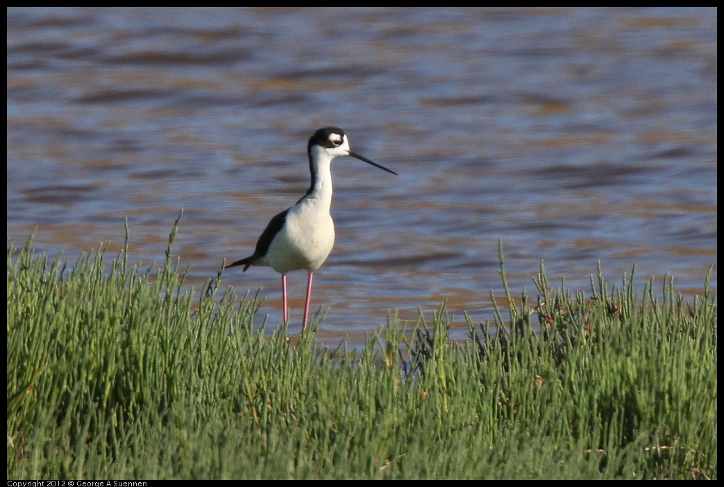 0612-072345-01.jpg - Black-necked Stilt